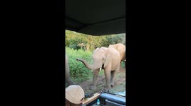 Herd of elephants gracefully investigate safari vehicle in South Africa