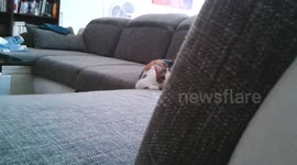 Lifely cat playing on couch