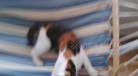 Cat trying to sleep on hammock