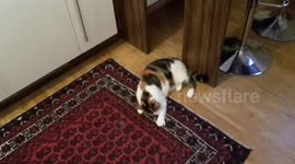 Cat having fun with cable tie