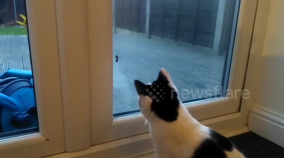 Kitten vs Wasp