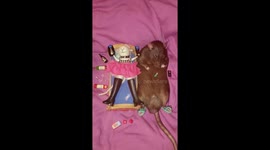 Rat ties up his girlfriend