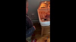 Little chicken is born.