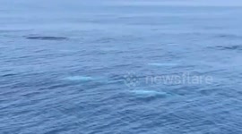 Breathtaking video shows rare white dolphins leaping in the air in British waters