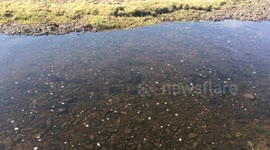 This is a pure natural