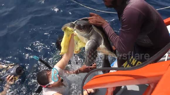 Sea turtle with trapped flipper saved by conservation workers in ...
