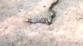 Massive python regurgitates farmer's rooster