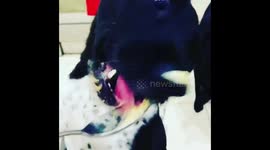 Wanna here the Peanut Butter Joke ?  Nah, you will just spread it around 