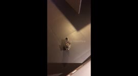 very excited puppy, who hasn’t seen her owner for two whole minutes