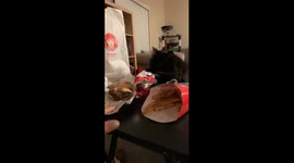 Hungry cat tries swiping burger