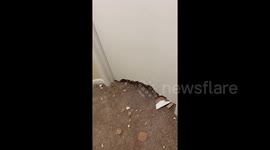 Remorseless dog chews through door to the surprise of Tennessee homeowner