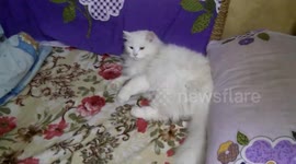 White Cat Wants Owner Attention To Play With