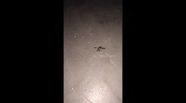 seven ants are fighting over insects