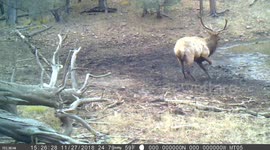 Dancing Elk, Bull in Rut #2 of 6