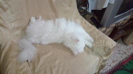 White Cat Sleeping Like An Angel