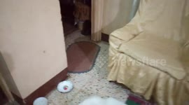 White Cat Eating Owner's Fresh Food