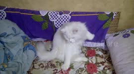 White Cat Got Stuck In Funny Way While Playing