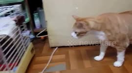 cat walking around the house