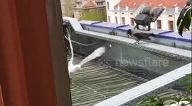 Raven breaks up fight between two seagulls