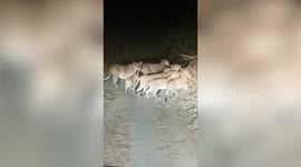 Fascinating video captures pride of Asiatic lions marching together in western India