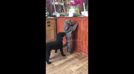 HooMum calls this my Cha Cha Cha - I call it the Dog Biscuits on the Counter dance....???????????? https://t.co/C98gB4rrJ3