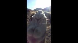 Give us a kiss! Amorous camel smooches tourists camera phone