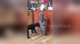 Newsflare Edit - HooMum calls this my Cha Cha Cha - I call it the Dog Biscuits on the Counter dance....???????????? https://t.co/C98gB4rrJ3