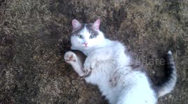 The cat caught his first mouse and is very happy about it.