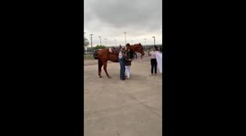 'Horses in the back' themed prom-posal