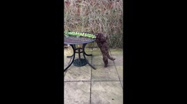 Even cockapoos need Five A Day