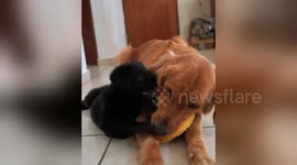 Newsflare Edit - Cute black German Shepherd pup loves to gnaw on his big brother's ear
