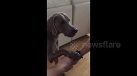 Paws in! Dog puts his 'hand' up for family teamwork gesture