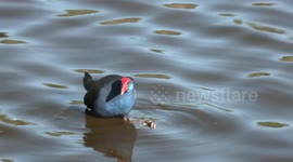 A beautiful Swamphen eating food from its foot!