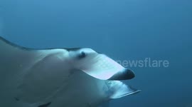 Manta Ray Floats Past Scuba Diver