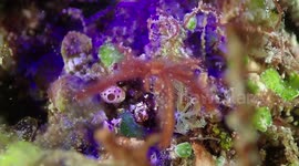 Furry Sea Spider Eats Snack