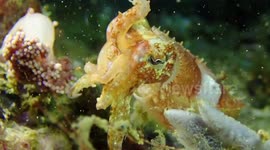 Squid Feasts On Underwater Organism