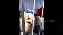 16 animals killed in fire in China