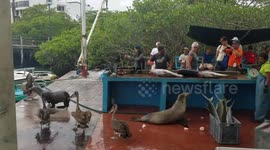 Sea lions, pelicans and iguanas wait in line at fish market on the Galapagos Islands