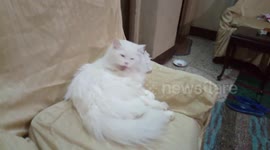 Male White Cat Standing On Chair After Big Meal