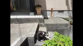 Funny lazy cats sleeping in the sun near Nansuikaku Japan
