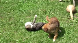 Puppy and kitty, best friends