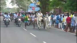Twin Bullock cart race held in southern India.