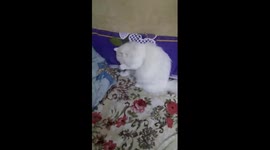 Owner Play With White Cat ' Throw The Ball Game '
