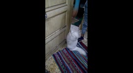 Owner Teach His White Cat ' How To Catch High Pens '