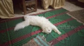 Adorable Male White Cat Relaxing On The Ground
