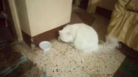 Male White Cat Eating Fast Food