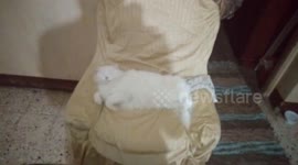 Adorable White Cat Sleeping On Coach