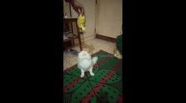 Male Cat Plays With Yellow Spoonch Pop Toy
