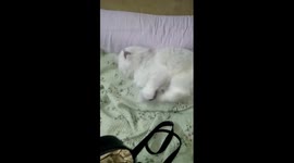 Big Male Cat Wants Owner Attention To Play With