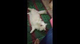 Big Male White Cat Plays With Owner